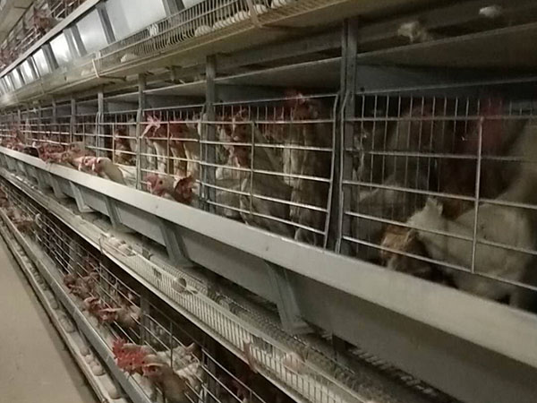 全自动化智能标准化生产
