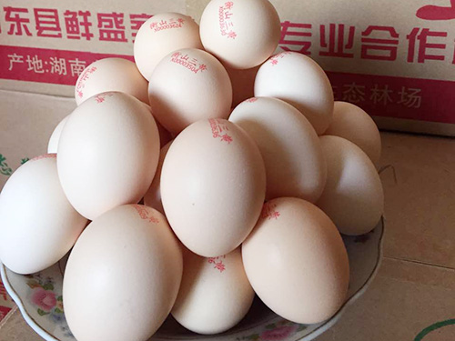 衡山三黄生态鲜蛋
